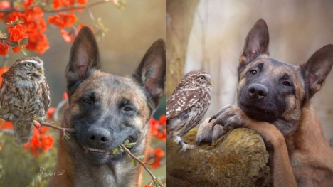 The beautiful friendship between dog Ingo Malinois and owl Poldi: Quiet and understanding