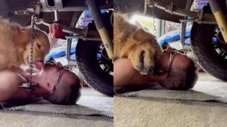 Golden Retriever melts hearts as she crawls under mechanic dad's car