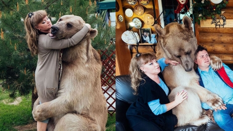 Orphaned bear cub finds a loving home with dedicated couple for over 23 years