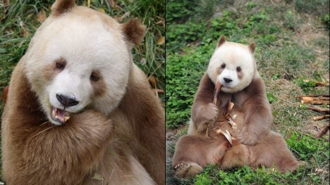 The only brown panda in the world that was being bullied has been adopted