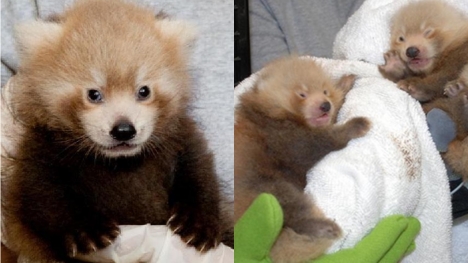 Admire the cute and extremely rare species of red panda
