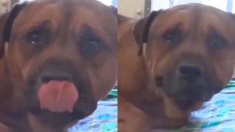 Feeling sorry for the dog crying in despair when he knew he was betrayed by his owner