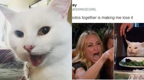 Meet the white cat Smudge gave rise to the viral meme 'woman yelling at a cat'