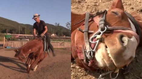 Lazy horse plays dead whenever people try to ride him