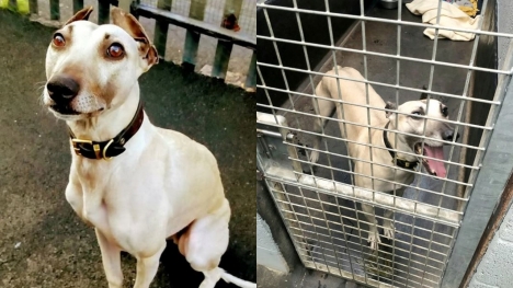 Sam - the loneliest dog in England: 3 times abandoned, 900 days waiting for the fateful owner