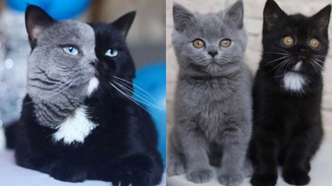 A cat with a two-colored face has become the father of kittens, each with a different color