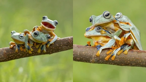 Admire photos of three mischievous frogs all smiling while posing for the camera
