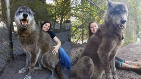 An enormous abandoned husky-wolf hybrid was rescued, unlucky to be suffering from final stage of leukemia 
