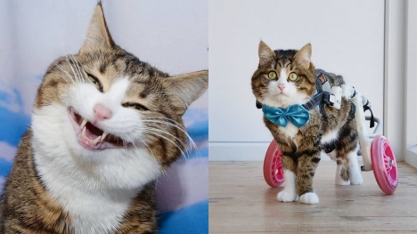 Meme cat with disability legs melts hearts with a funny series of facial photos