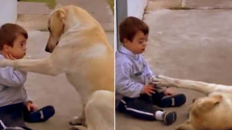 Sweet big dog comforting a cute boy with Down syndrome