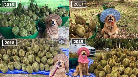 The dog has become famous for following its owner who sells durian in Thailand for 7 years