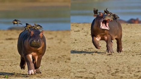The timid hippopotamus panicked and ran away because he didn't like the bird perched on his back
