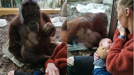 The baby died prematurely, the orangutan sadly stared at the nursing mother, making everyone's heart flutter