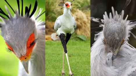 Meet the secretary bird - The bird with long legs and the most beautiful eyelashes in the world