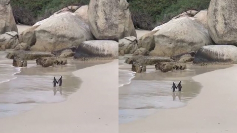 The penguin couple is holding hands and romantically strolling the beach
