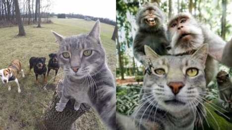 A cat with a talent for selfies has become a social media star with more than half a million followers