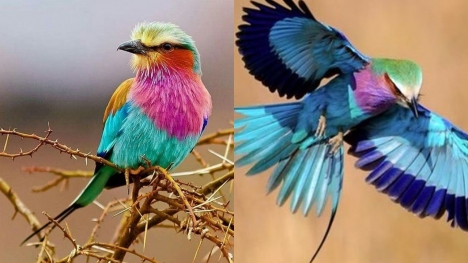 The bird Coracias caudatus is gorgeous, colorful, and extremely faithful