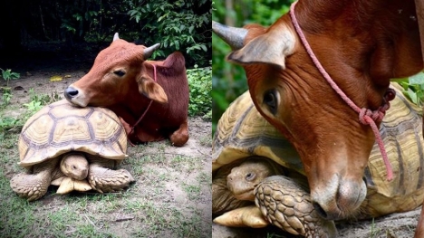 Incredible friendship between crippled calf and giant tortoise who look so cute