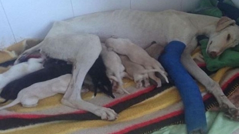 Mother dog with broken leg crawls 3km to find someone to take care of her puppies