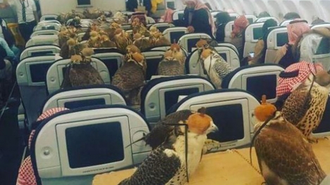 Saudi prince buys first class flight ticket for 80 falcons