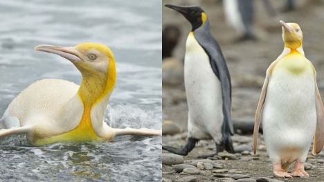Photographer captures a unique yellow penguin