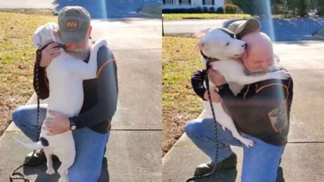 A newly adopted pitbull is ecstatic to have found a new family