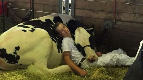 A tired boy and a cow fell asleep after losing a game but won the internet