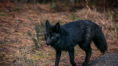 Admire the mysterious, magical beauty of wild black foxes