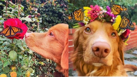 Adorable dogs make friends with all the butterflies in the garden