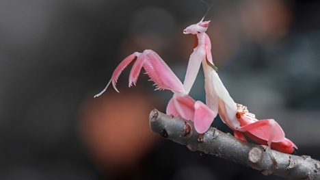 Orchid mantis - beautifully dressed as a flower, super predatory