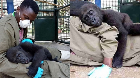 Orphaned baby gorilla hugs a caretaker after being rescued from the game trade