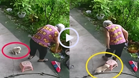 The smart dog quickly moved a chair for grandma to sit on