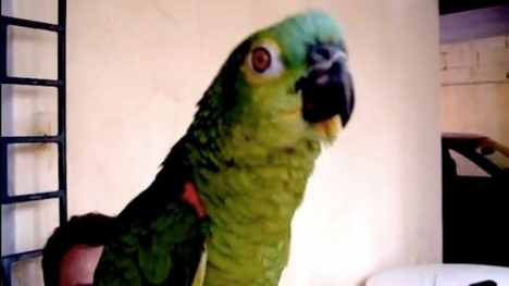 Parrot was arrested for often swearing at 85-year-old grandmother