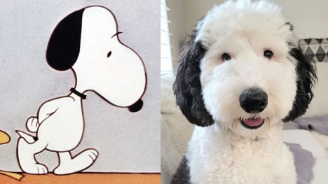Snoopy is real! Meet Bailey, Snoopy's twin brother in real life!