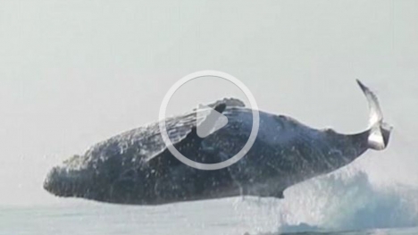 VIDEO: A 40-ton humpback whale flies completely out of the water