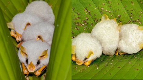 Adorable white bat with unusual appearance captured in close-up