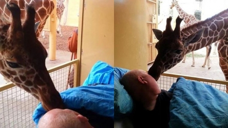Heartbreaking moment giraffe kisses dying zoo employee goodbye