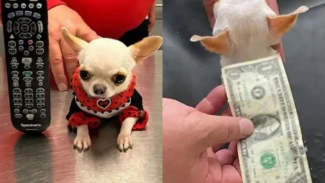 Meet Pearl: The world's smallest dog, the zize of a dollar bill