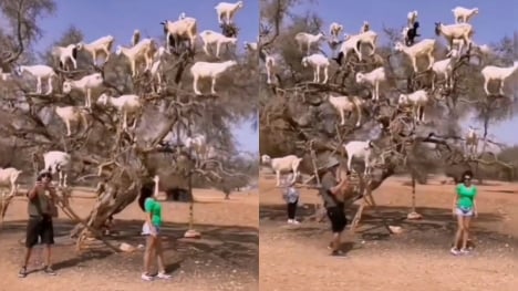 The strange Moroccan goats live in trees and climb like monkeys