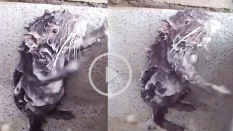 Rats wash and scrub like humans in bathroom