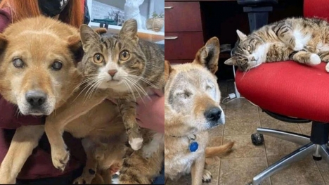 The unique phenomenon goes viral on social media: This cat has been the eye & soul of her dog friend for over eight years!! 