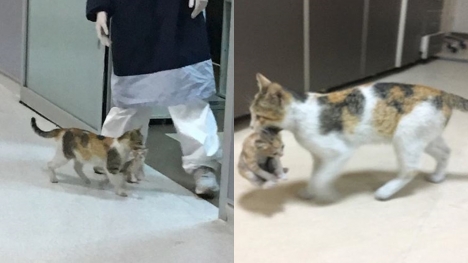 A stray cat brings her kitten to the hospital seeking help from the doctor