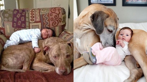 The joy of childhood: 16 heartwarming photos showing why kids need dogs in their lives