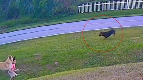 Dramatic moment dog rushes to save baby from horrific attack