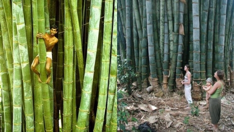 In Ghana, uutant bamboo tree surpasses height of all other buildings in the area
