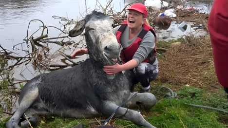 The joyful expression of a donkey rescued from a flood