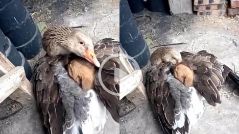 Goose warms abandoned puppy in cold weather