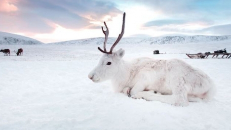 Meet the snow-white reindeer that looks like it came out of a fairy tale