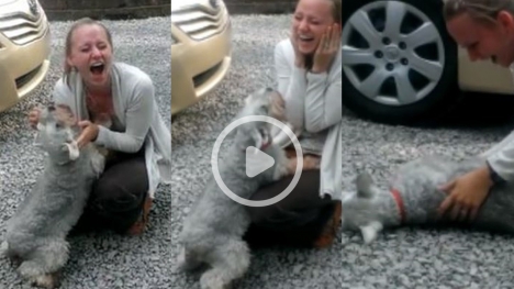 The dog faints out of happiness when owner returns