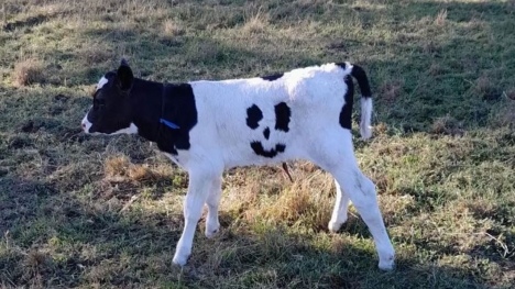 Strange, a calf has 'smiley face' fur that excites owner
